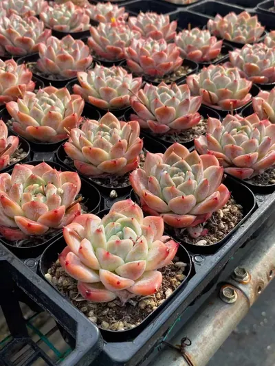 Echeveria Fair Lady Single (佳人单头) succulent — wholesale bare-root export from Yunnan, China (3 of 4)