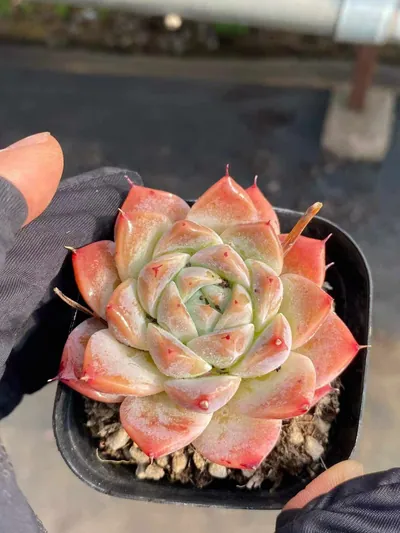 Echeveria Fair Lady Single (佳人单头) succulent — wholesale bare-root export from Yunnan, China (2 of 4)