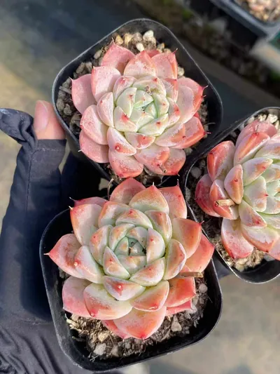 Echeveria Fair Lady Single succulent — wholesale export from Yunnan, China