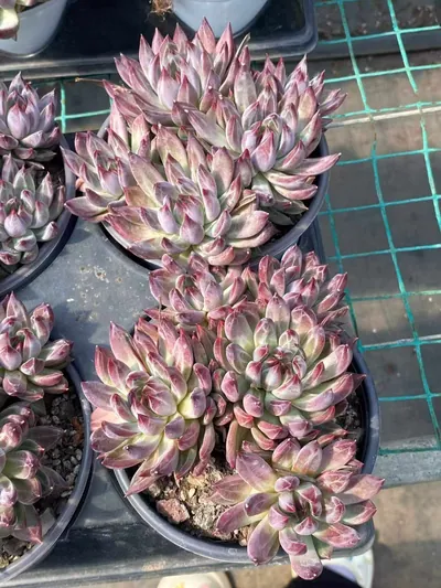 Echeveria Finnish Night 5 Heads (芬兰之夜五头) succulent — wholesale bare-root export from Yunnan, China (5 of 5)