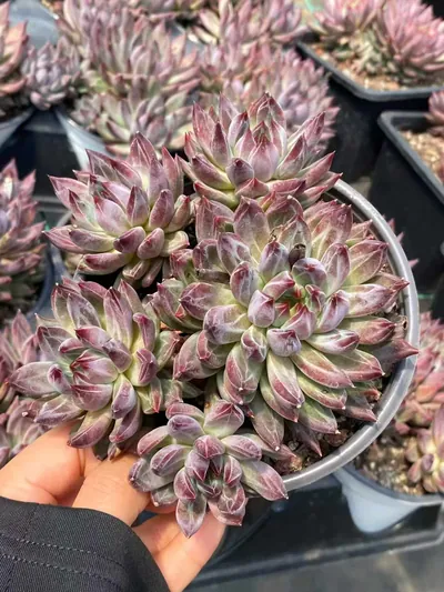Echeveria Finnish Night 5 Heads (芬兰之夜五头) succulent — wholesale bare-root export from Yunnan, China (3 of 5)