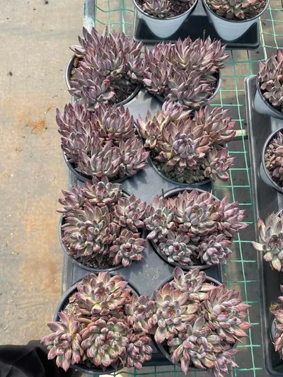 Echeveria Finnish Night 5 Heads (芬兰之夜五头) succulent — wholesale bare-root export from Yunnan, China (4 of 5)