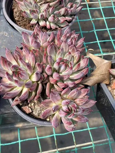 Echeveria Finnish Night 5 Heads succulent — wholesale export from Yunnan, China