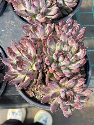 Echeveria Finnish Night 5 Heads (芬兰之夜五头) succulent — wholesale bare-root export from Yunnan, China (2 of 5)