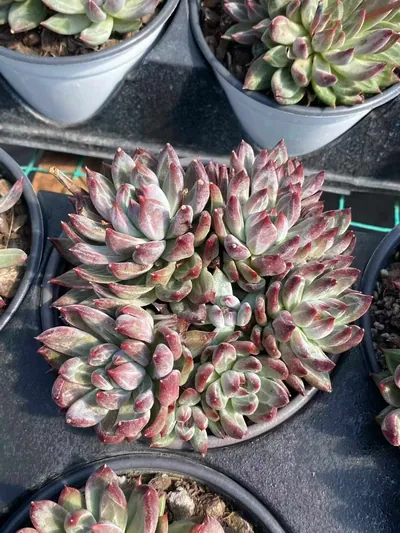 Echeveria Finnish Night Cluster (芬兰之夜群) succulent — wholesale bare-root export from Yunnan, China (2 of 5)