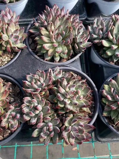 Echeveria Finnish Night Cluster (芬兰之夜群) succulent — wholesale bare-root export from Yunnan, China (3 of 5)