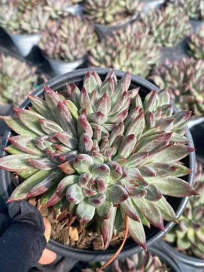 Echeveria Finnish Night Cluster (芬兰之夜群) succulent — wholesale bare-root export from Yunnan, China (5 of 5)