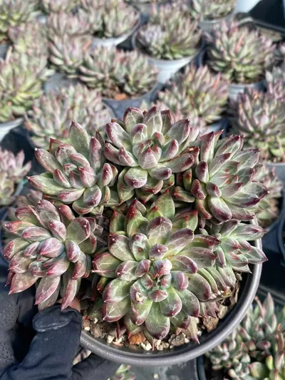 Echeveria Finnish Night Cluster (芬兰之夜群) succulent — wholesale bare-root export from Yunnan, China (4 of 5)