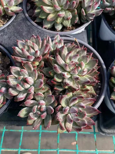 Echeveria Finnish Night Cluster succulent — wholesale export from Yunnan, China