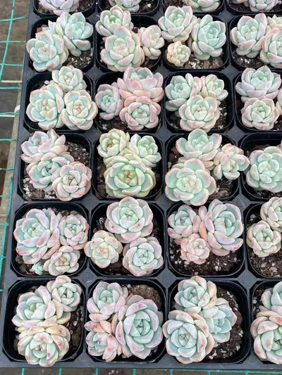 Echeveria Fortitude Cluster (刚毅群) succulent — wholesale bare-root export from Yunnan, China (2 of 3)