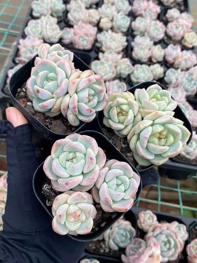 Echeveria Fortitude Cluster (刚毅群) succulent — wholesale bare-root export from Yunnan, China (3 of 3)