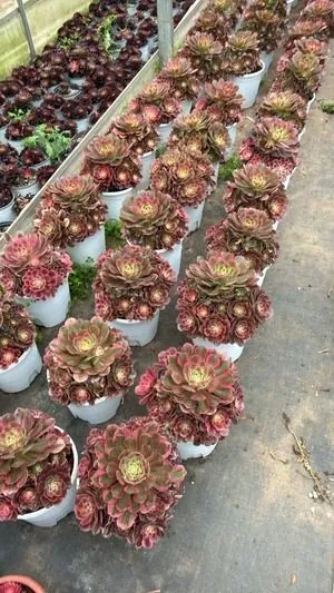 Aeonium Aeonium 'Fragrant Concubine' succulent — wholesale export from Yunnan, China