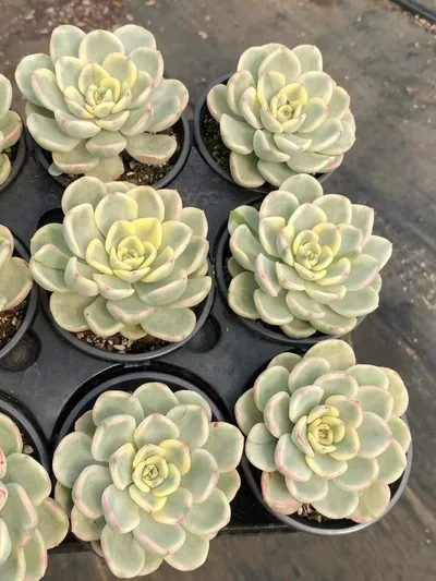 Echeveria Friendship Variegated (友谊锦) succulent — wholesale bare-root export from Yunnan, China (2 of 4)