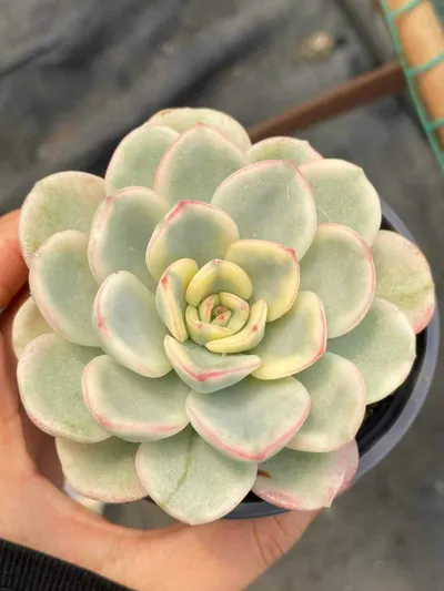 Echeveria Friendship Variegated succulent — wholesale export from Yunnan, China