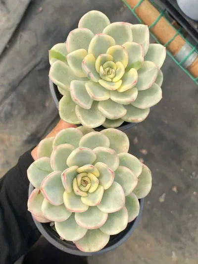 Echeveria Friendship Variegated (友谊锦) succulent — wholesale bare-root export from Yunnan, China (3 of 4)