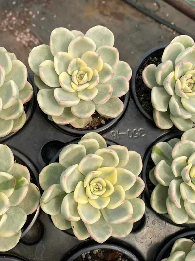 Echeveria Friendship Variegated (友谊锦) succulent — wholesale bare-root export from Yunnan, China (4 of 4)