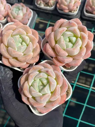Echeveria Frost Flower (霜花) succulent — wholesale bare-root export from Yunnan, China (2 of 4)