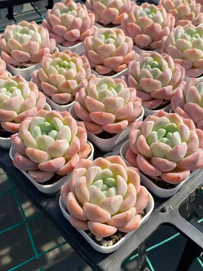 Echeveria Frost Flower (霜花) succulent — wholesale bare-root export from Yunnan, China (4 of 4)