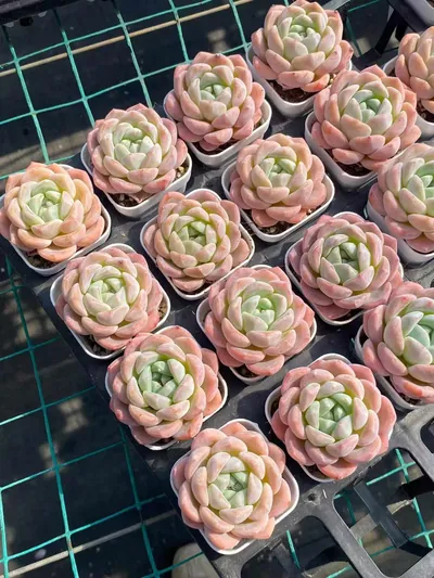 Echeveria Frost Flower (霜花) succulent — wholesale bare-root export from Yunnan, China (3 of 4)