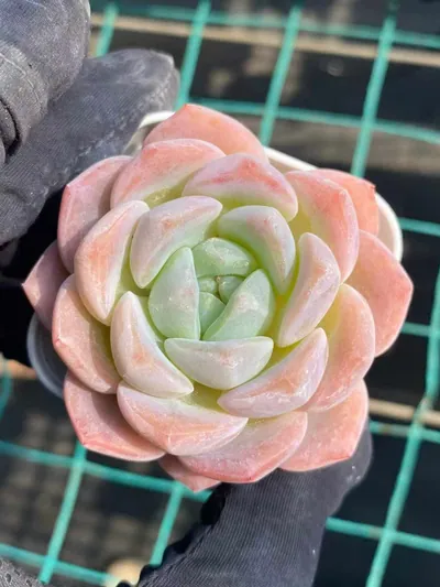 Echeveria Frost Flower succulent — wholesale export from Yunnan, China