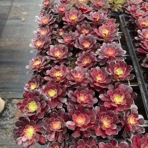 Aeonium Aeonium 'Crimson Tide' Plug Tray succulent — wholesale export from Yunnan, China