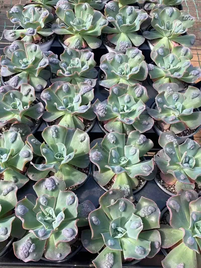 Echeveria Garden Cottage (花园小屋) succulent — wholesale bare-root export from Yunnan, China (4 of 4)