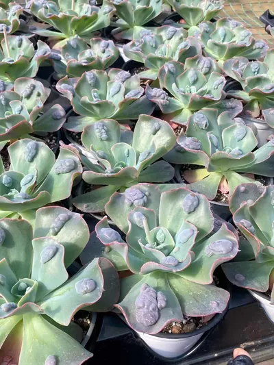 Echeveria Garden Cottage (花园小屋) succulent — wholesale bare-root export from Yunnan, China (3 of 4)