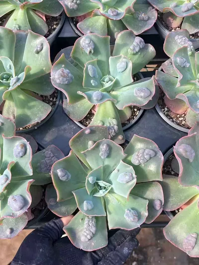 Echeveria Garden Cottage (花园小屋) succulent — wholesale bare-root export from Yunnan, China (2 of 4)