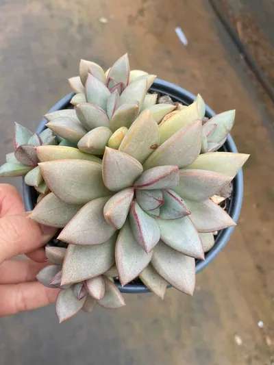 Echeveria General succulent — wholesale export from Yunnan, China