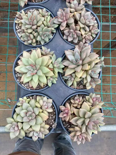 Echeveria General (将军) succulent — wholesale bare-root export from Yunnan, China (4 of 4)