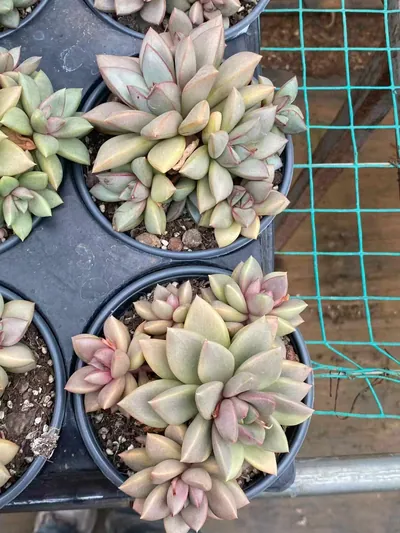 Echeveria General (将军) succulent — wholesale bare-root export from Yunnan, China (3 of 4)