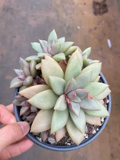 Echeveria General (将军) succulent — wholesale bare-root export from Yunnan, China (2 of 4)