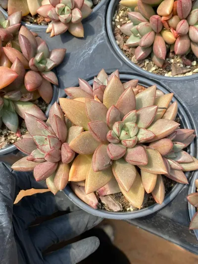 Echeveria General Cluster (将军群) succulent — wholesale bare-root export from Yunnan, China (2 of 7)