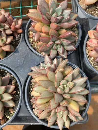 Echeveria General Cluster (将军群) succulent — wholesale bare-root export from Yunnan, China (5 of 7)