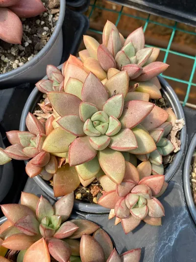 Echeveria General Cluster (将军群) succulent — wholesale bare-root export from Yunnan, China (3 of 7)