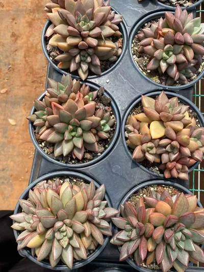 Echeveria General Cluster (将军群) succulent — wholesale bare-root export from Yunnan, China (7 of 7)