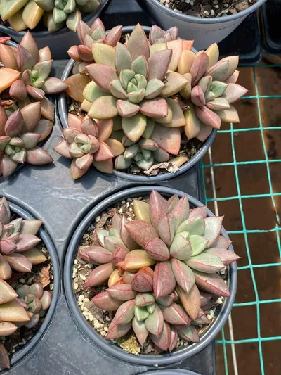Echeveria General Cluster (将军群) succulent — wholesale bare-root export from Yunnan, China (6 of 7)