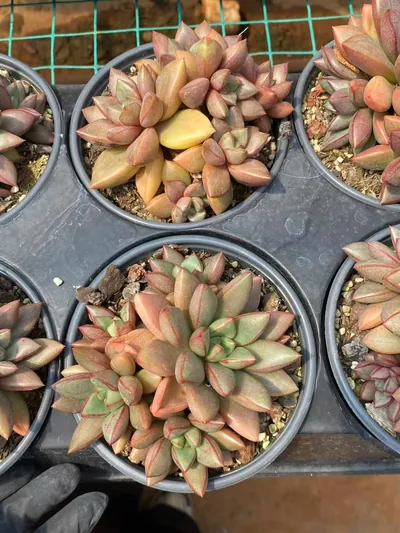 Echeveria General Cluster (将军群) succulent — wholesale bare-root export from Yunnan, China (4 of 7)