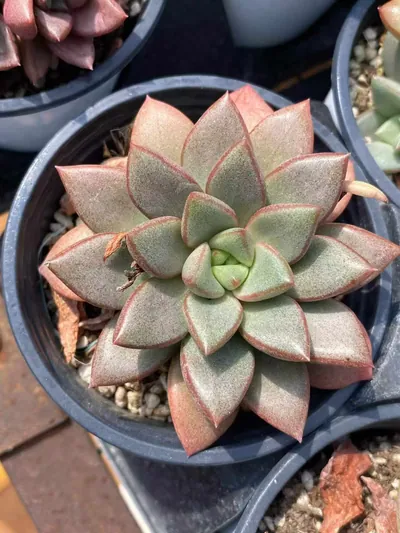 Echeveria General Single (将军单头) succulent — wholesale bare-root export from Yunnan, China (2 of 3)