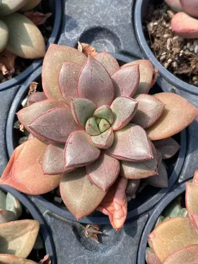 Echeveria General Single succulent — wholesale export from Yunnan, China