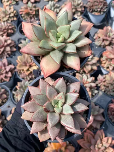 Echeveria General Single (将军单头) succulent — wholesale bare-root export from Yunnan, China (3 of 3)