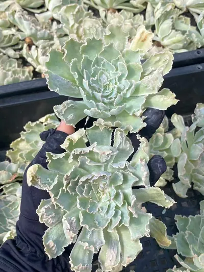 Echeveria Gion Dance (祗园之舞) succulent — wholesale bare-root export from Yunnan, China (3 of 3)