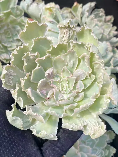Echeveria Gion Dance succulent — wholesale export from Yunnan, China