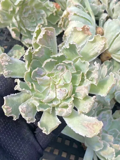 Echeveria Gion Dance (祗园之舞) succulent — wholesale bare-root export from Yunnan, China (2 of 3)