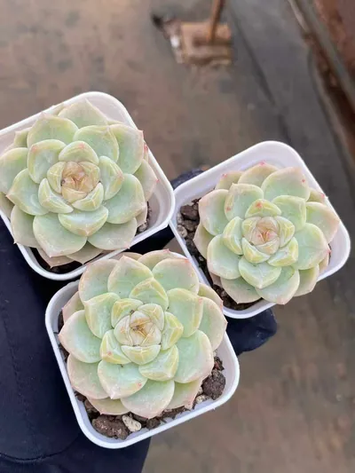 Echeveria Glass Bead (玻璃珠) succulent — wholesale bare-root export from Yunnan, China (2 of 3)