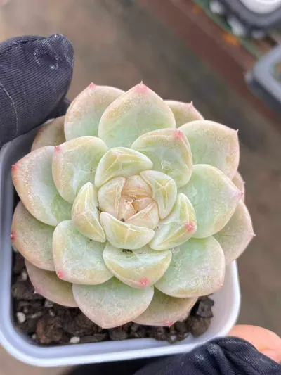 Echeveria Glass Bead succulent — wholesale export from Yunnan, China