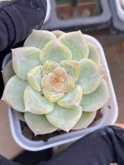 Echeveria Glass Bead (玻璃珠) succulent — wholesale bare-root export from Yunnan, China (3 of 3)