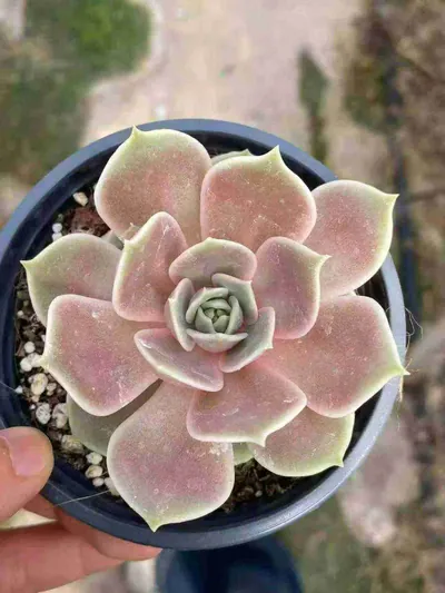 Echeveria Glazed Moon succulent — wholesale export from Yunnan, China
