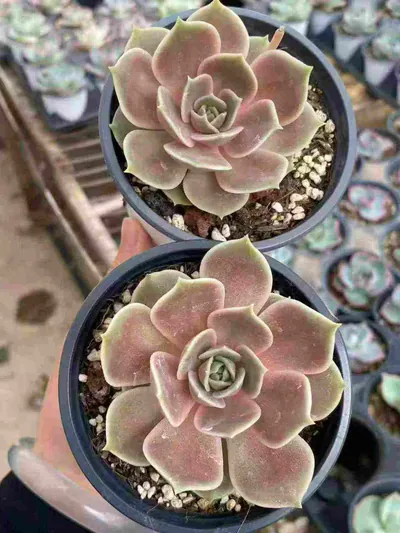 Echeveria Glazed Moon (琉璃月) succulent — wholesale bare-root export from Yunnan, China (2 of 5)