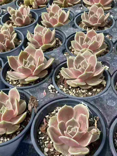 Echeveria Glazed Moon (琉璃月) succulent — wholesale bare-root export from Yunnan, China (5 of 5)